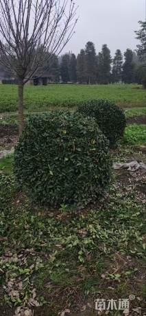 高度150厘米万年青球