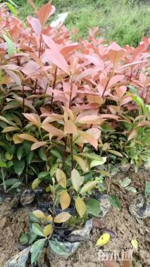 高度30厘米红叶石楠小苗