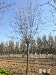 15公分金叶白蜡