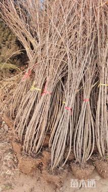 高度100厘米连翘