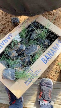 高度15厘米粉黛乱子草