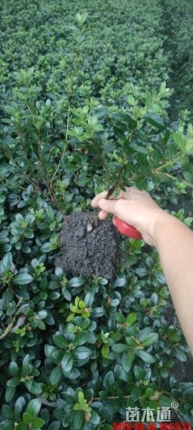 高度20厘米夏鹃