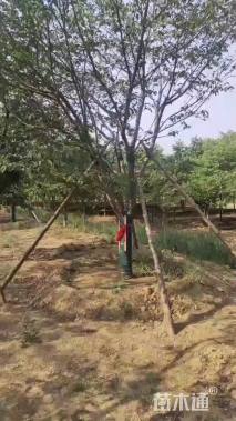 20公分染井吉野樱