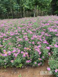 高度40厘米绣线菊