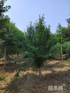 高度300厘米木槿