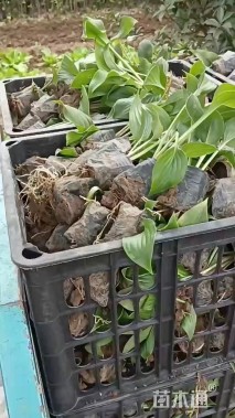 高度20厘米紫花玉簪