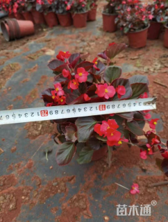 高度30厘米四季海棠