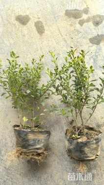 高度30厘米六月雪