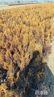 高度50厘米洒金柏