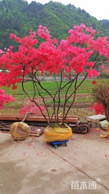 高度200厘米映山红