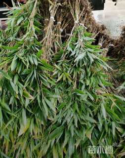 地栽苗阔叶箬竹