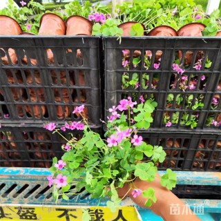 高度30厘米红花酢浆草