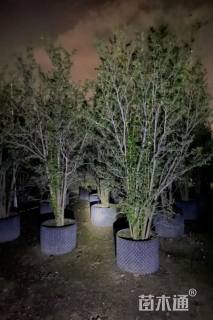 高度300厘米果石榴