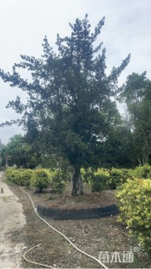 39公分罗汉松