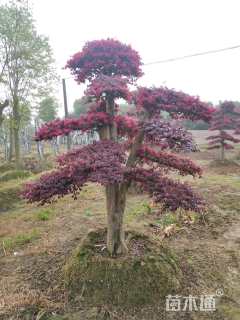 高度150厘米红花继木