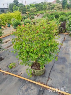 高度80厘米粉扑花