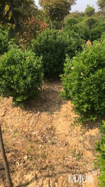 冠幅80厘米大叶黄杨球