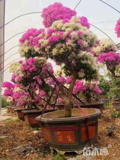 高度100厘米塔柏