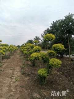 5公分造型亮晶女贞