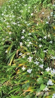 高度25厘米鸢尾