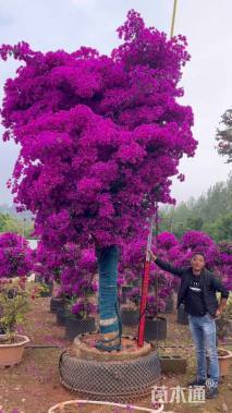 高度200厘米三角梅