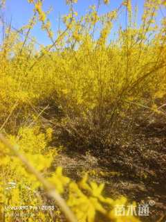 高度1200厘米连翘