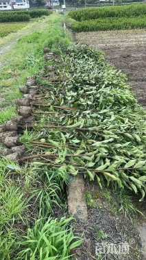 高度150厘米法国冬青