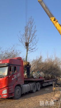 15公分二乔玉兰