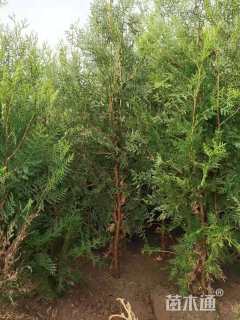 高度80厘米侧柏