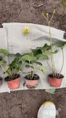 高度30厘米大吴风草