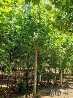 12公分速生法桐