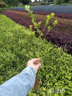 高度30厘米金叶女贞小苗