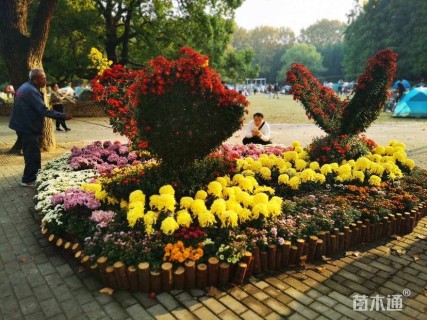 高度20厘米菊花