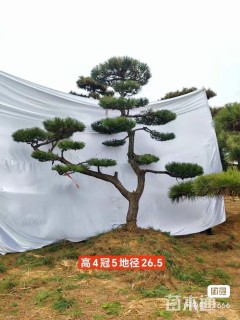 高度500厘米黑松