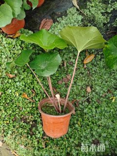 高度25厘米大吴风草