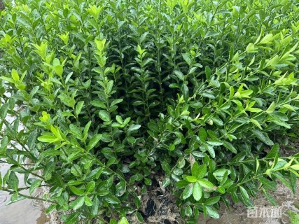 高度20厘米大叶黄杨