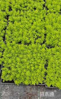 高度5厘米金叶佛甲草