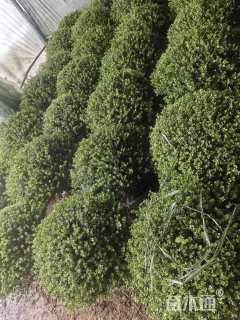高度60厘米龟甲冬青