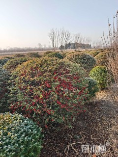 冠幅120厘米火棘球