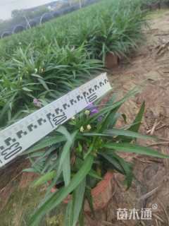 高度20厘米翠芦莉