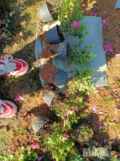 容器苗安酷杜鹃