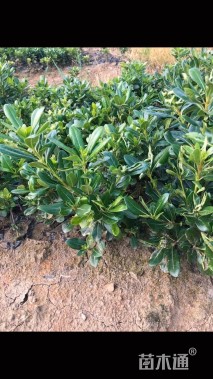 高度35厘米海桐小苗