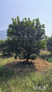 17公分柚子树