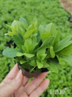 高度15厘米剪秋萝