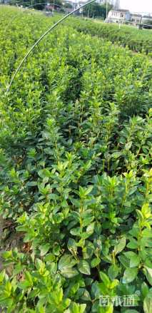 高度35厘米春鹃小苗