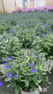 高度20厘米半边莲