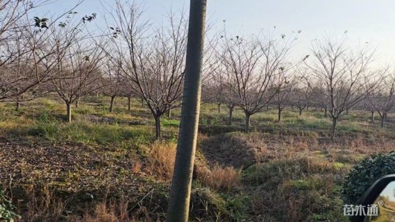 18公分染井吉野樱