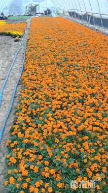 高度11厘米孔雀草