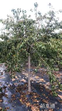 14公分菊枝垂樱