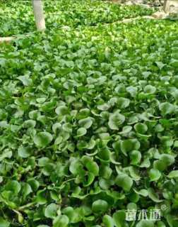 高度11厘米水葫芦